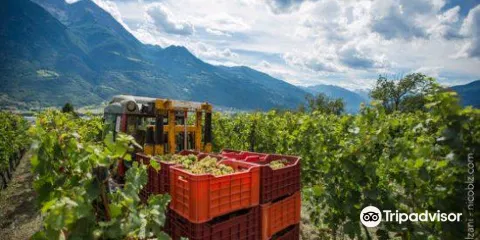 Grosjean Vins - Vini biologici in Valle d'Aosta