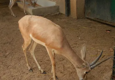 بن عكنون