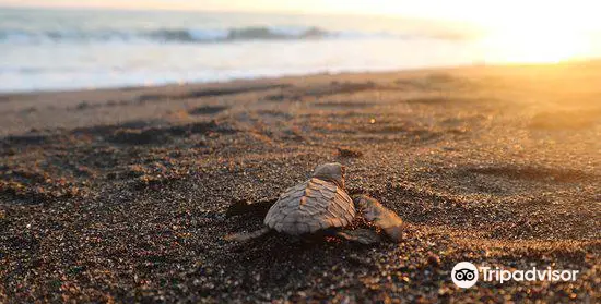 Tortugario Monte Rico