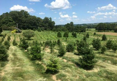 Miller's Christmas Tree Farm- Elizabethtown Location