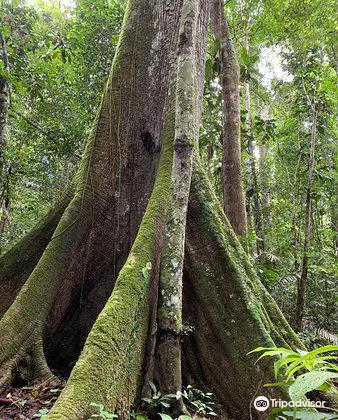 Reserva Nacional Allpahuayo Mishana