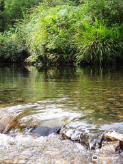 Glengariff Woods