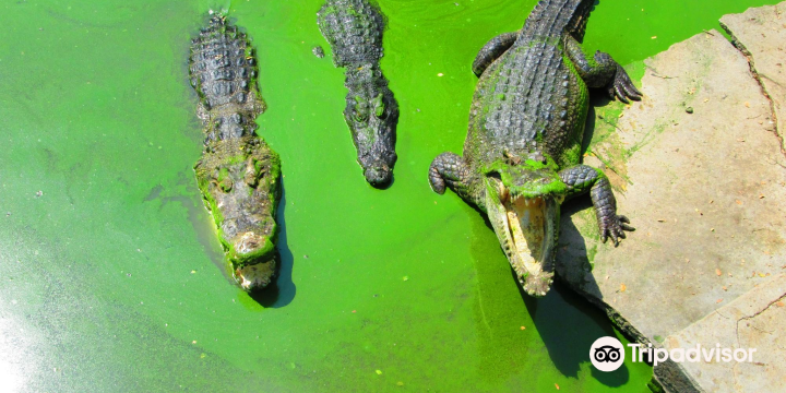 Samut Prakan Crocodile Farm & Zoo