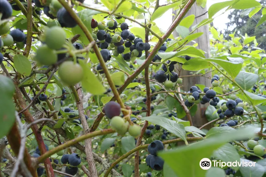 Bluebank Blueberry & Emu Farm