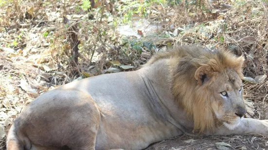 Tiger and Lion Safari, Shimoga