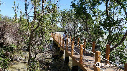 Mangrove Nursery