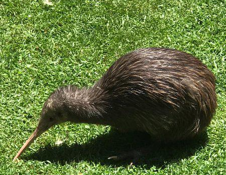 Whangarei Native Bird Recovery Centre