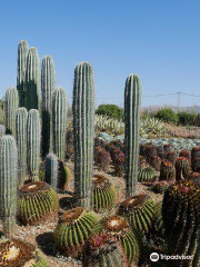 Cactus Thiemann