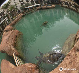 Dubai Turtle Rehabilitation Project