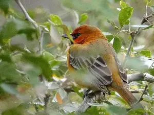 Tıkıçoğlu Unlu Mamülleri