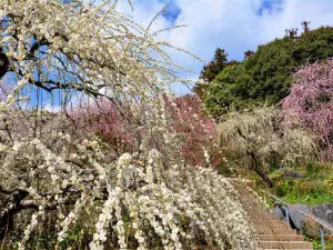 Tatsuo Shrine