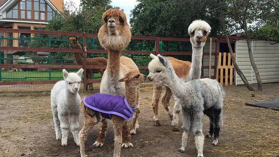 Russian Alpaca Farm