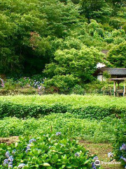 Shinonome no Sato Hydrangea Garden