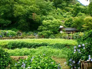 Shinonome no Sato Hydrangea Garden