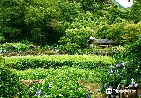 Shinonome no Sato Hydrangea Garden