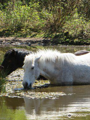 Thorncombe Wood Local Nature Reserve