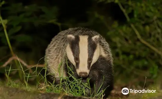 Devon Badger Watch