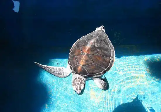 Mazunte