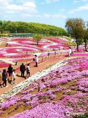 Misato moss phlox Park