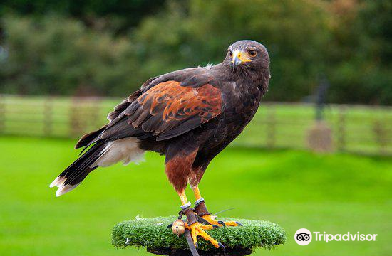 Find Us  Hawkridge Bird of Prey Centre