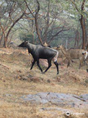 Asola Bhatti Wildlife Sanctuary