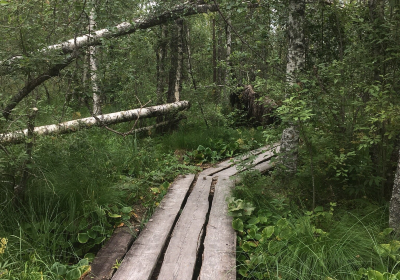 Parc national de Pyhä-Häkki