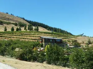 Clyde Village Vineyard