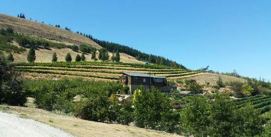 Clyde Village Vineyard