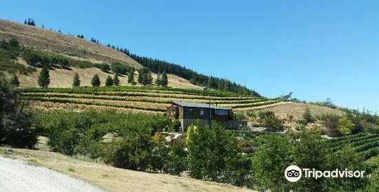 Clyde Village Vineyard