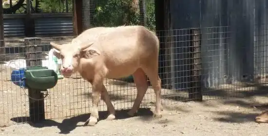 North Nowra住宿飯店