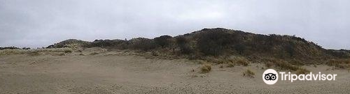 Kennemerduinen an der Nordsee