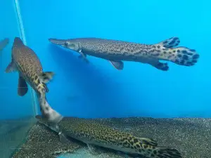 Karwar Marine Aquarium