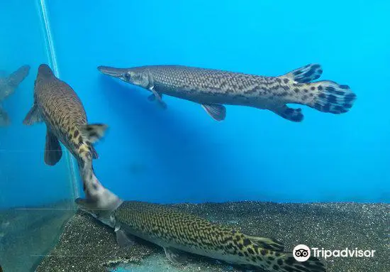 Karwar Aquarium