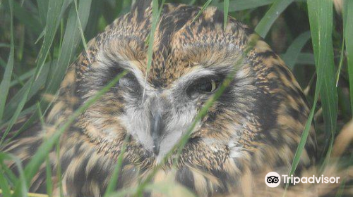 Burrowing Owl Interpretive Centre