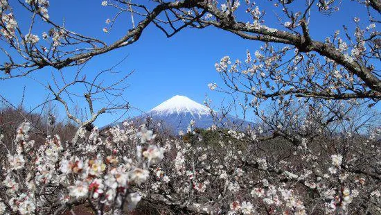 Iwamoto Mountain Park