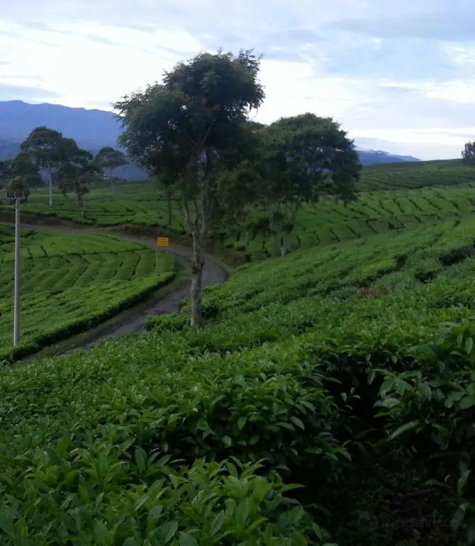Pagar Alam City