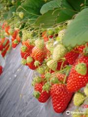 Watanabe Strawberry Farm