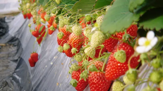 Watanabe Strawberry Farm