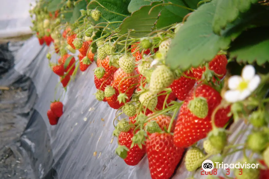 Watanabe Strawberry Farm