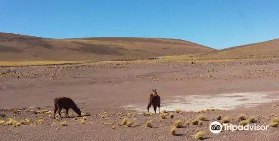 Salar de Coposa