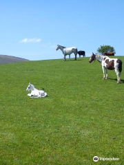 Kissane’s Pony Rides