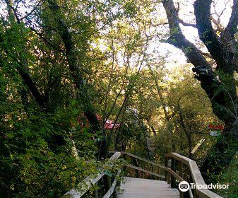 Bosque Encantado