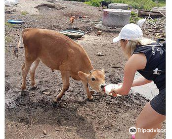 Wild Things Petting Farm