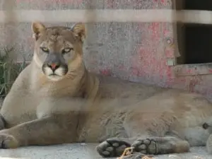 Brown's Oakridge Zoo