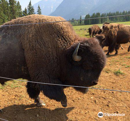 Rocky Mountain Buffalo Ranch & Guest Cottage Buffalo Tours travel guidebook  –must visit attractions in Columbia-Shuswap A – Rocky Mountain Buffalo  Ranch & Guest Cottage Buffalo Tours nearby recommendation – Trip.com