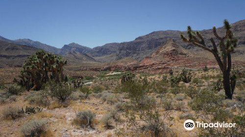 The Virgin River Canyon Recreation Area