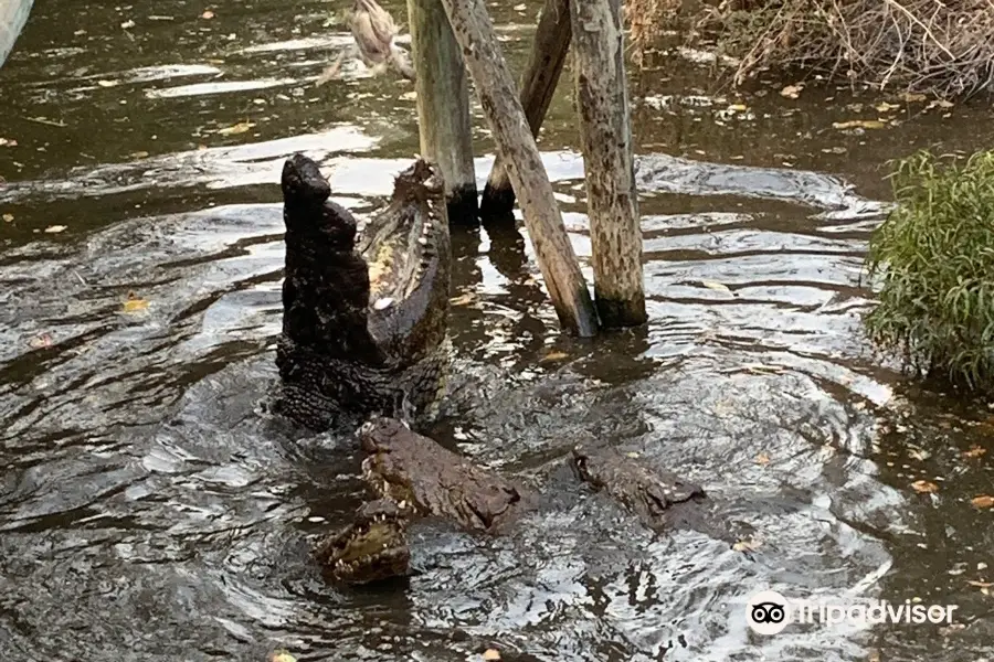 Kwena Crocodile Farm