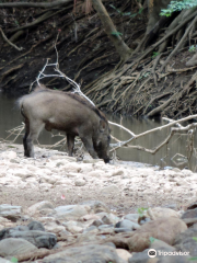 Sathyamangalam Tiger Reserve - Erode, Tamilnadu, India