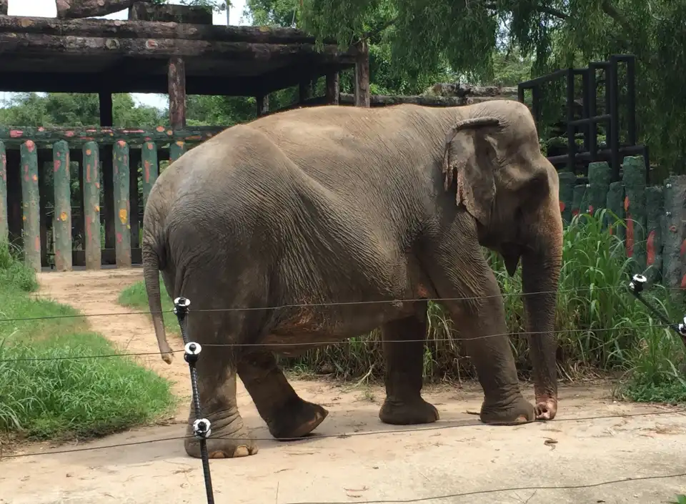 Dai Nam Zoo Tickets [2026] - Promos, Prices, Reviews & Opening Hours ...