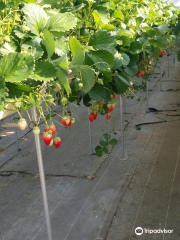 Yamamoto strawberry farm